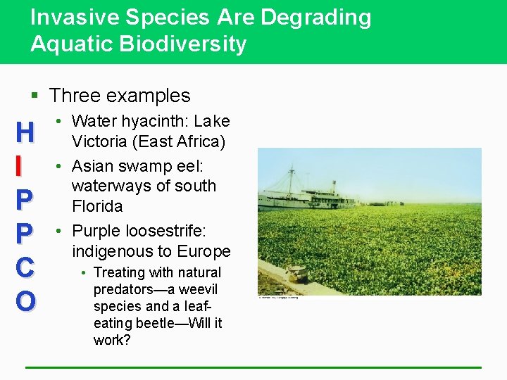 Invasive Species Are Degrading Aquatic Biodiversity § Three examples H I P P C