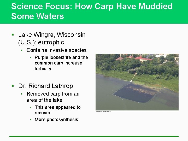 Science Focus: How Carp Have Muddied Some Waters § Lake Wingra, Wisconsin (U. S.