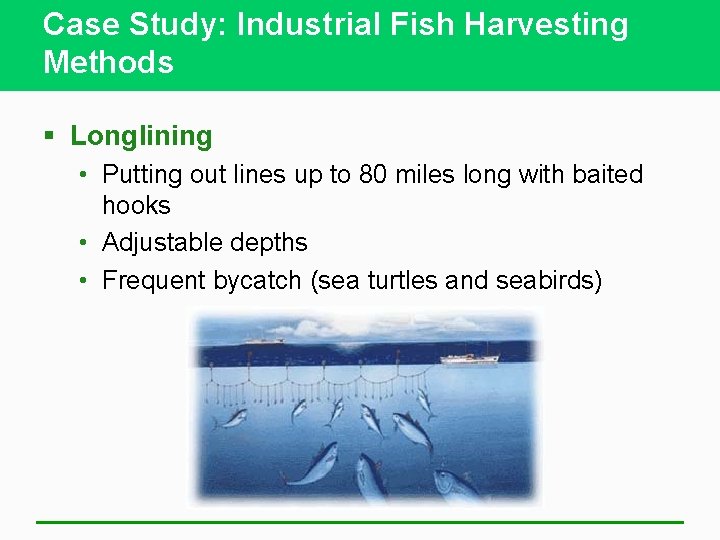 Case Study: Industrial Fish Harvesting Methods § Longlining • Putting out lines up to