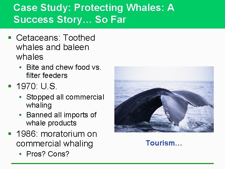 Case Study: Protecting Whales: A Success Story… So Far § Cetaceans: Toothed whales and