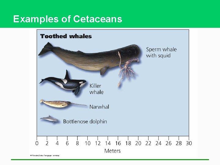 Examples of Cetaceans 