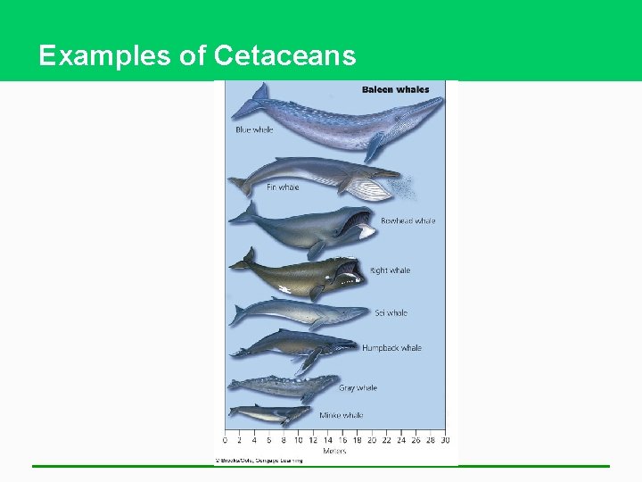 Examples of Cetaceans 