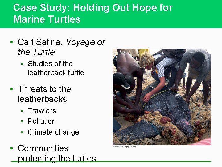 Case Study: Holding Out Hope for Marine Turtles § Carl Safina, Voyage of the