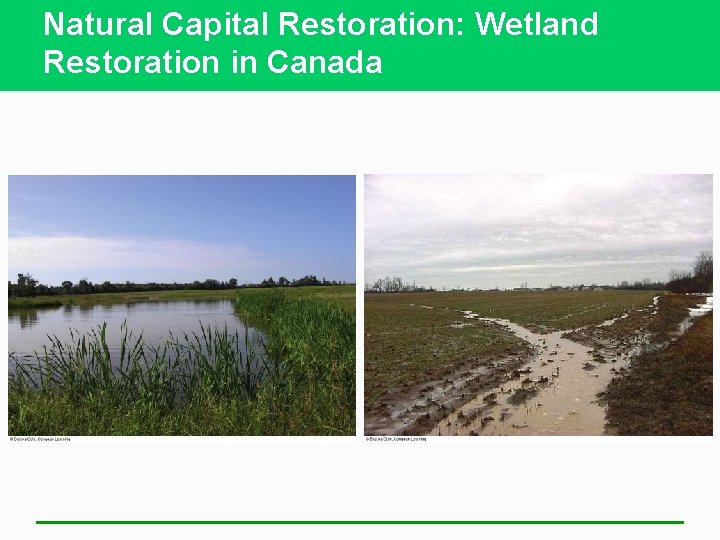 Natural Capital Restoration: Wetland Restoration in Canada 