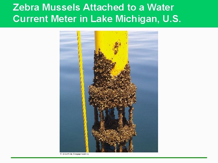 Zebra Mussels Attached to a Water Current Meter in Lake Michigan, U. S. 