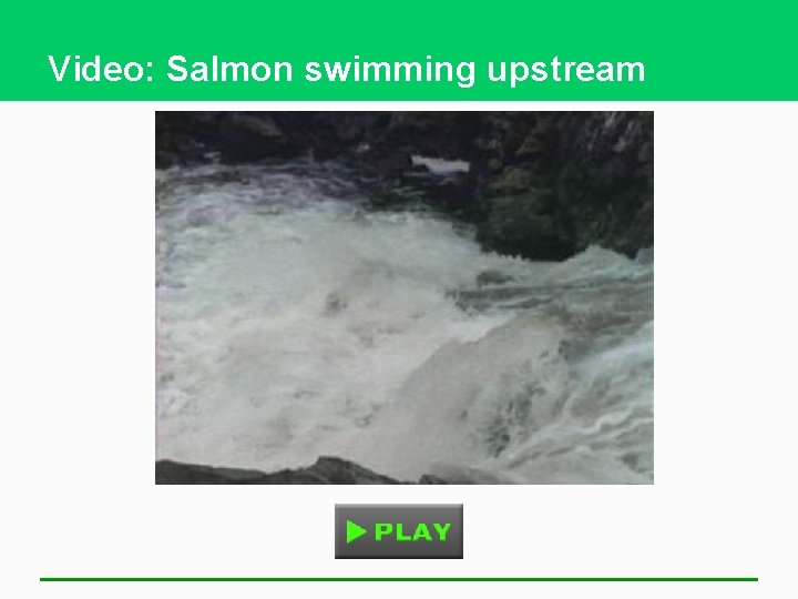 Video: Salmon swimming upstream 