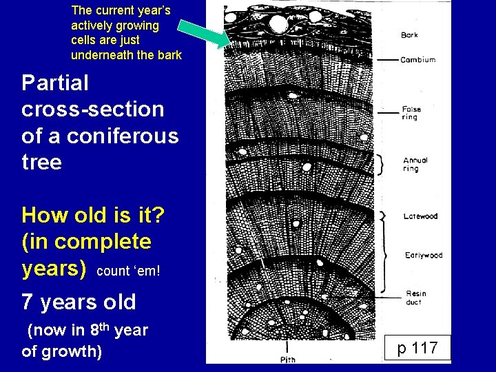 The current year’s actively growing cells are just underneath the bark Partial cross-section of