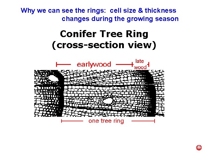 Why we can see the rings: cell size & thickness changes during the growing