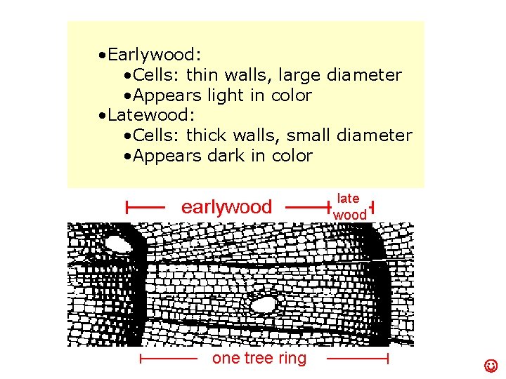  • Earlywood: • Cells: thin walls, large diameter • Appears light in color
