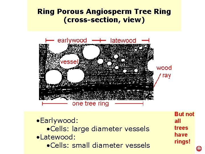 Ring Porous Angiosperm Tree Ring (cross-section, view) • Earlywood: • Cells: large diameter vessels