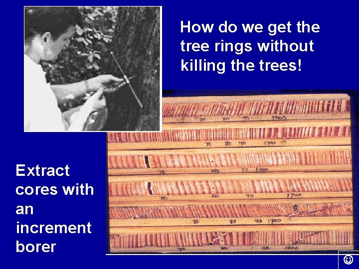 How do we get the tree rings without killing the trees! Extract cores with