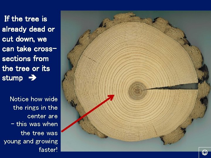 If the tree is already dead or cut down, we can take crosssections from