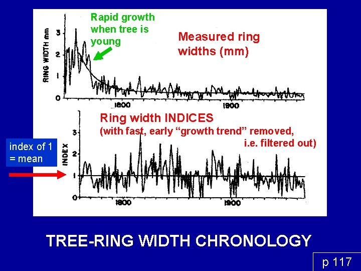 Rapid growth when tree is young Measured ring widths (mm) Ring width INDICES index