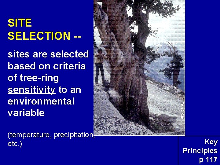 SITE SELECTION -- sites are selected based on criteria of tree-ring sensitivity to an