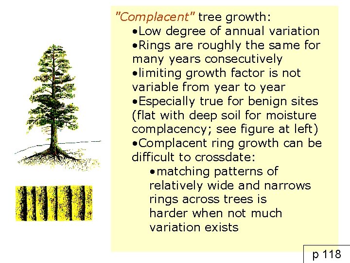 "Complacent" tree growth: • Low degree of annual variation • Rings are roughly the
