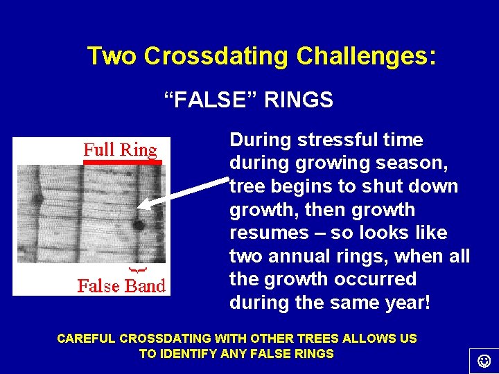 Two Crossdating Challenges: “FALSE” RINGS During stressful time during growing season, tree begins to