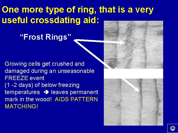 One more type of ring, that is a very useful crossdating aid: “Frost Rings”