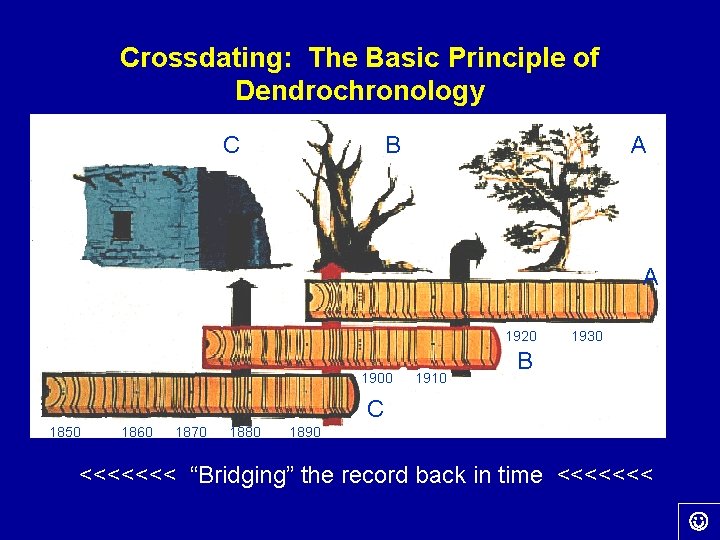 Crossdating: The Basic Principle of Dendrochronology C B A A 1920 1900 1910 1930