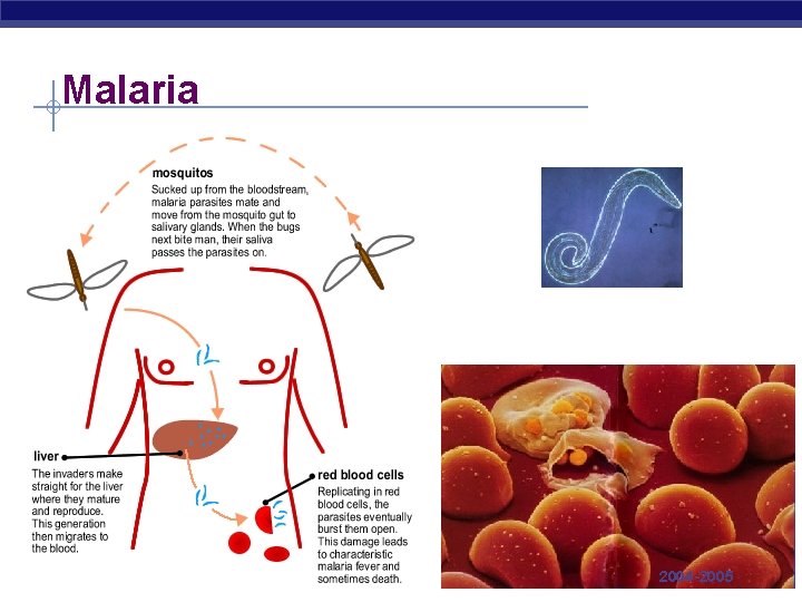Malaria AP Biology 2004 -2005 