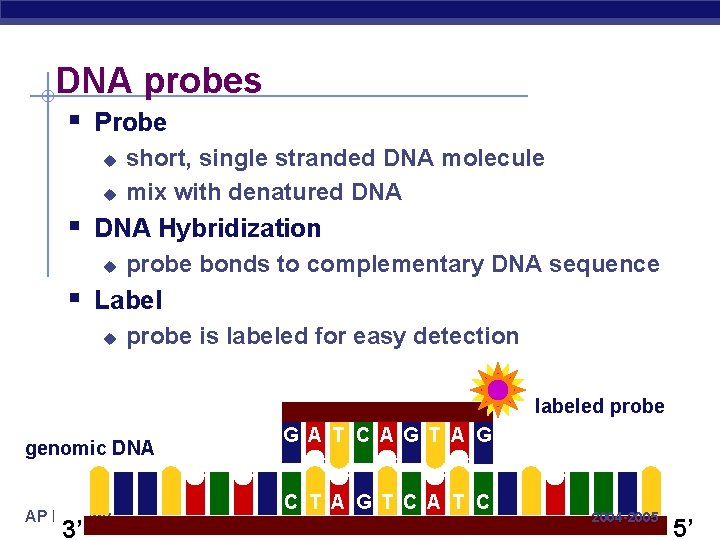 DNA probes § Probe u u short, single stranded DNA molecule mix with denatured
