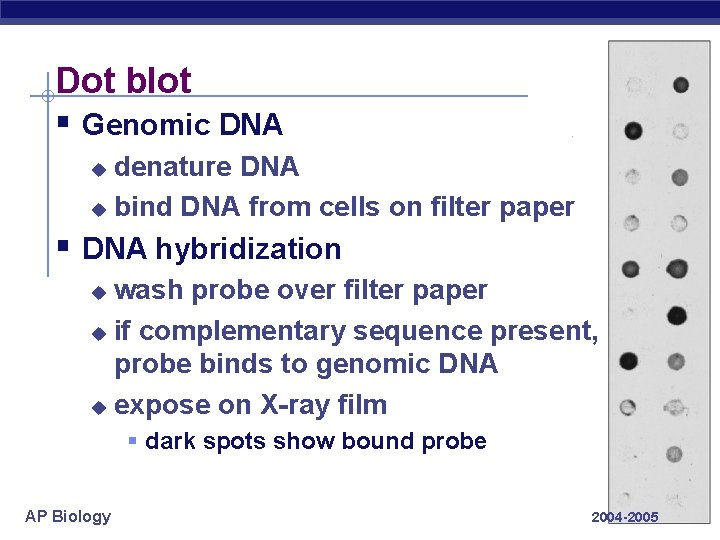 Dot blot § Genomic DNA denature DNA u bind DNA from cells on filter