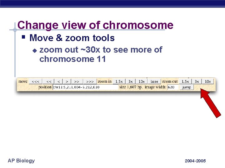 Change view of chromosome § Move & zoom tools u AP Biology zoom out