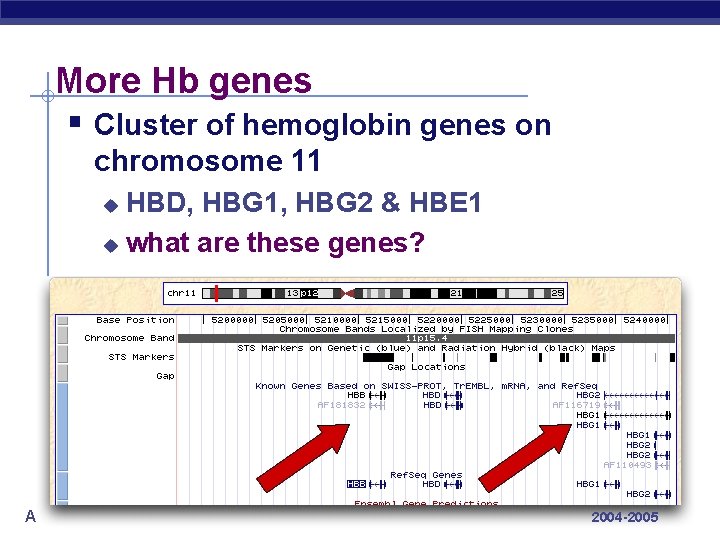 More Hb genes § Cluster of hemoglobin genes on chromosome 11 HBD, HBG 1,