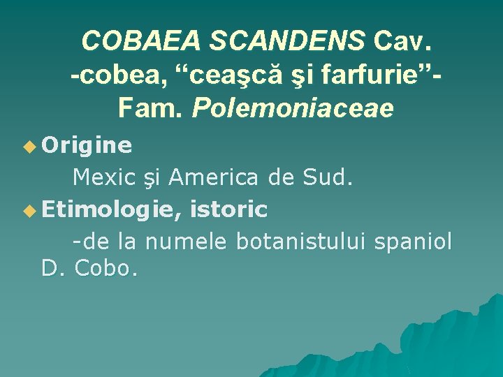 COBAEA SCANDENS Cav. -cobea, “ceaşcă şi farfurie”Fam. Polemoniaceae u Origine Mexic şi America de