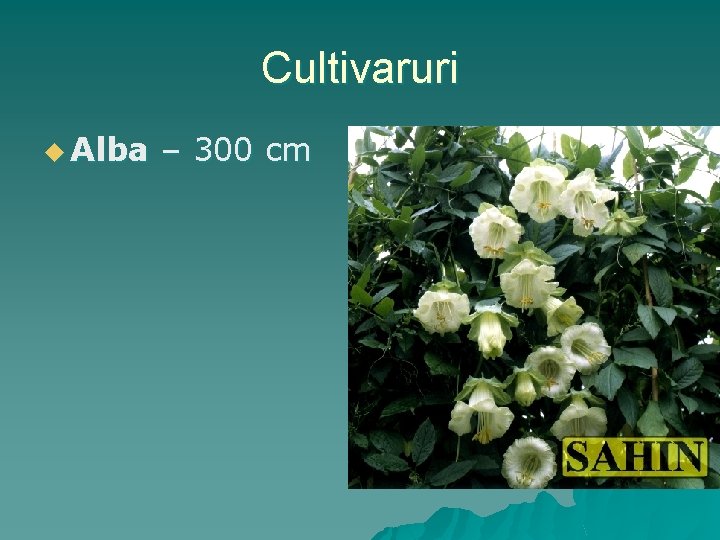 Cultivaruri u Alba – 300 cm 