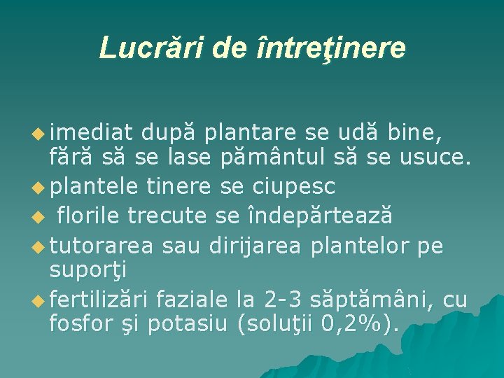 Lucrări de întreţinere u imediat după plantare se udă bine, fără să se lase