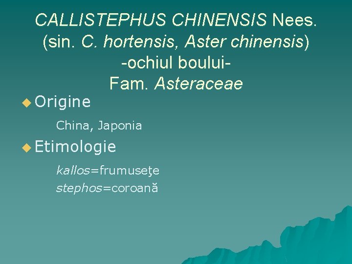 CALLISTEPHUS CHINENSIS Nees. (sin. C. hortensis, Aster chinensis) -ochiul boului. Fam. Asteraceae u Origine
