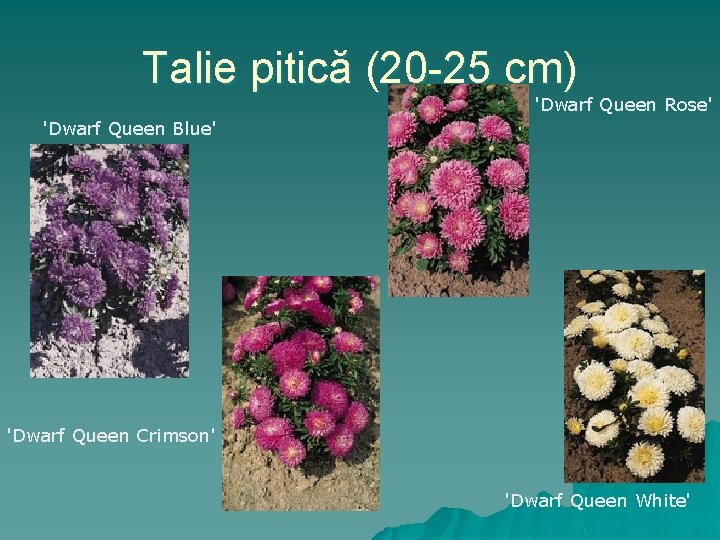 Talie pitică (20 -25 cm) 'Dwarf Queen Rose' 'Dwarf Queen Blue' 'Dwarf Queen Crimson'