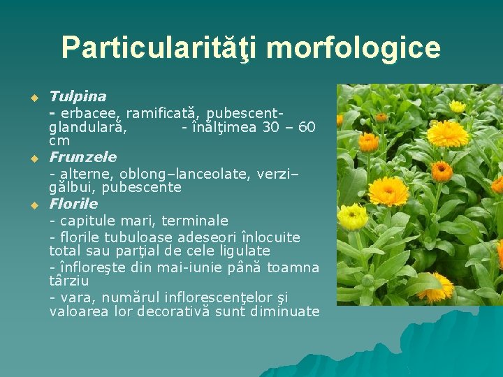 Particularităţi morfologice u u u Tulpina - erbacee, ramificată, pubescentglandulară, - înălţimea 30 –