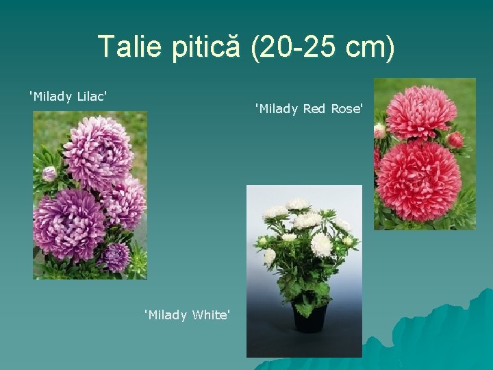 Talie pitică (20 -25 cm) 'Milady Lilac' 'Milady Red Rose' 'Milady White' 