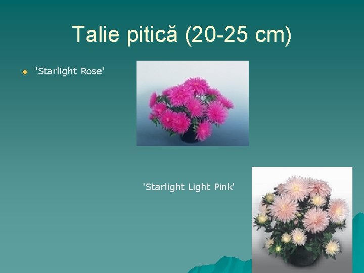 Talie pitică (20 -25 cm) u 'Starlight Rose' 'Starlight Light Pink' 