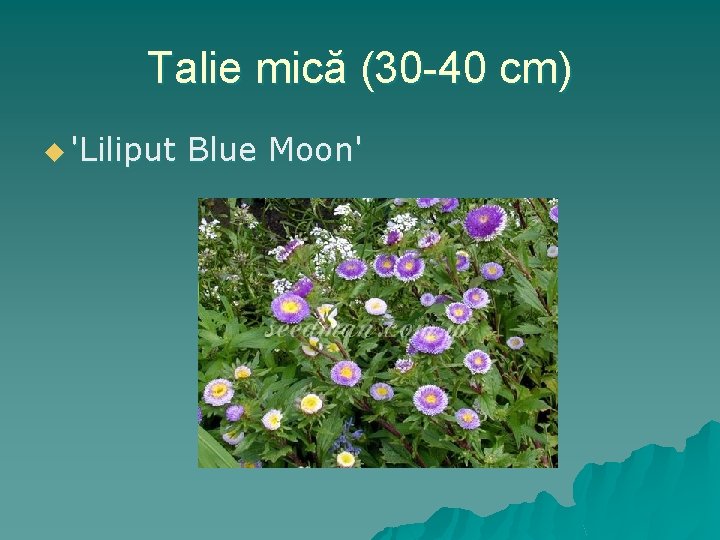 Talie mică (30 -40 cm) u 'Liliput Blue Moon' 
