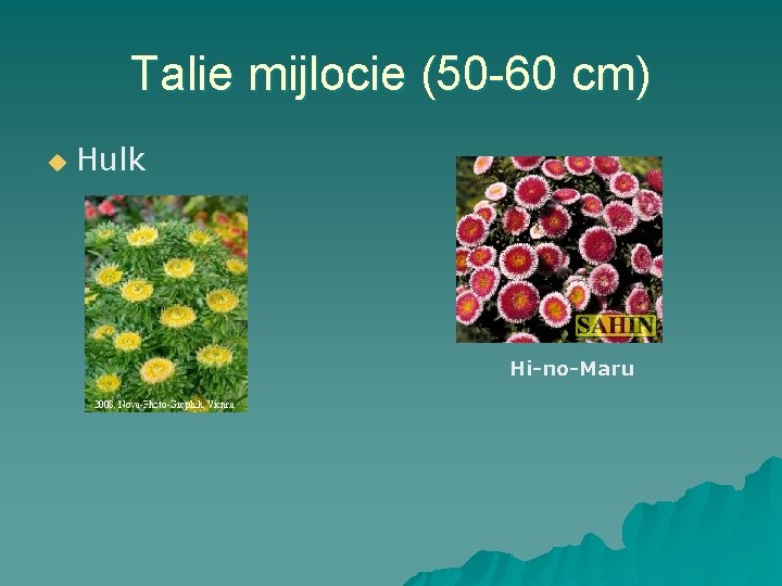 Talie mijlocie (50 -60 cm) u Hulk Hi-no-Maru 