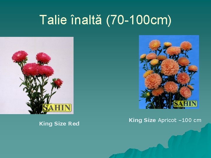 Talie înaltă (70 -100 cm) King Size Red King Size Apricot – 100 cm