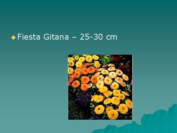 u Fiesta Gitana – 25 -30 cm 