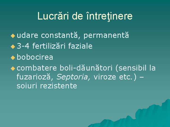 Lucrări de întreţinere u udare constantă, permanentă u 3 -4 fertilizări faziale u bobocirea