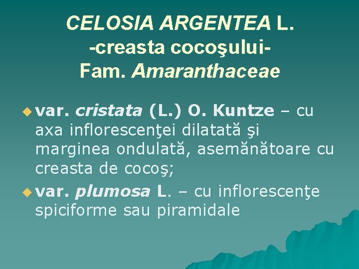 CELOSIA ARGENTEA L. -creasta cocoşului. Fam. Amaranthaceae u var. cristata (L. ) O. Kuntze