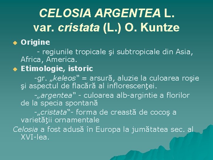 CELOSIA ARGENTEA L. var. cristata (L. ) O. Kuntze Origine - regiunile tropicale şi