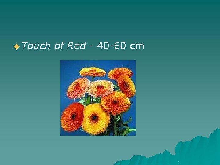 u Touch of Red - 40 -60 cm 