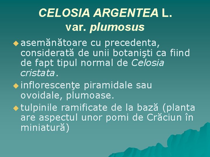CELOSIA ARGENTEA L. var. plumosus u asemănătoare cu precedenta, considerată de unii botanişti ca
