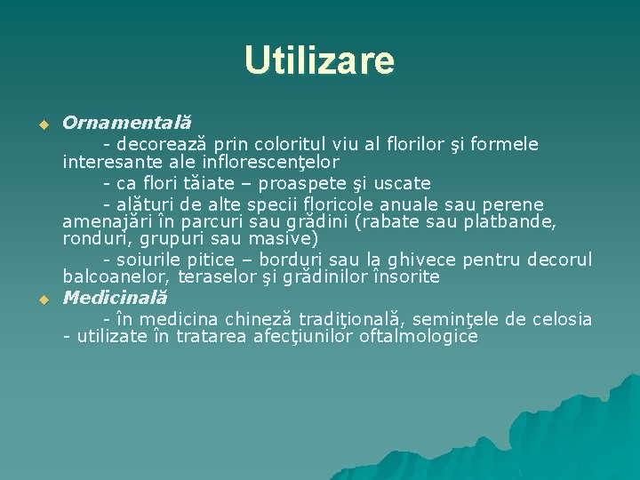 Utilizare u u Ornamentală - decorează prin coloritul viu al florilor şi formele interesante