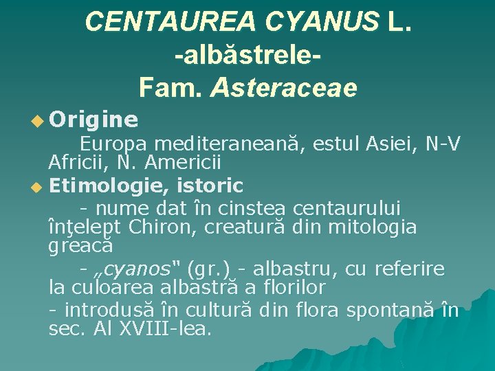 CENTAUREA CYANUS L. -albăstrele. Fam. Asteraceae u Origine Europa mediteraneană, estul Asiei, N-V Africii,