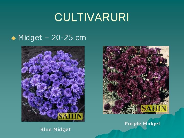 CULTIVARURI u Midget – 20 -25 cm Purple Midget Blue Midget 