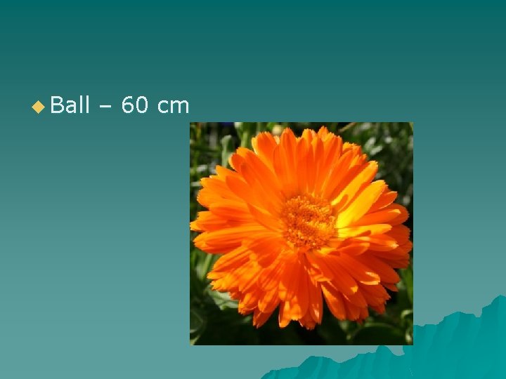 u Ball – 60 cm 