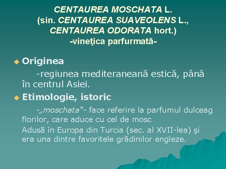 CENTAUREA MOSCHATA L. (sin. CENTAUREA SUAVEOLENS L. , CENTAUREA ODORATA hort. ) -vineţica parfurmatăOriginea