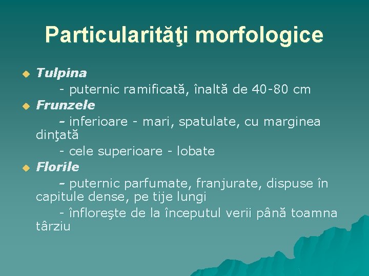 Particularităţi morfologice u u u Tulpina - puternic ramificată, înaltă de 40 -80 cm